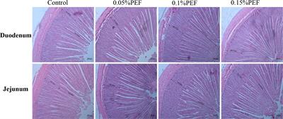 Effects of dietary supplementation of Enterococcus faecium postbiotics on growth performance and intestinal health of growing male mink
